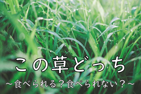 １階高札（この草どっち　～食べられる？食べられない？～）.PNG