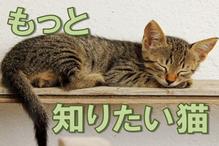 １階高札（もっと知りたい猫）.PNG