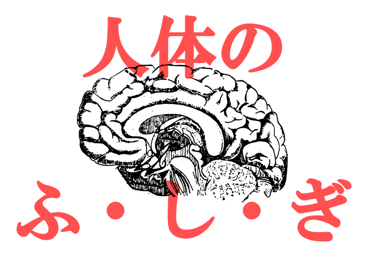 人体のふ・し・ぎ